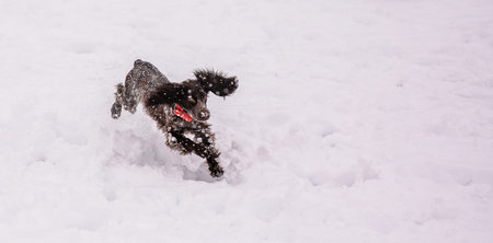 Russian spaniel dog walking outside in winter, playing with me, coming into snowdrifts. The benefits...