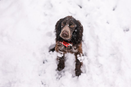 Russian spaniel dog walking outside in winter, playing with me, coming into snowdrifts. The benefits of active walks for hunting dogs.の写真素材