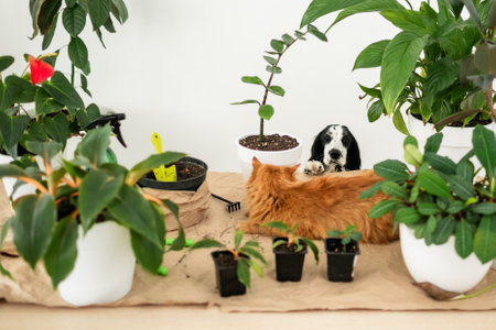 A fluffy ginger cat is lying on the table among pots of houseplants, while a spaniel dog is hunting the cat.の写真素材