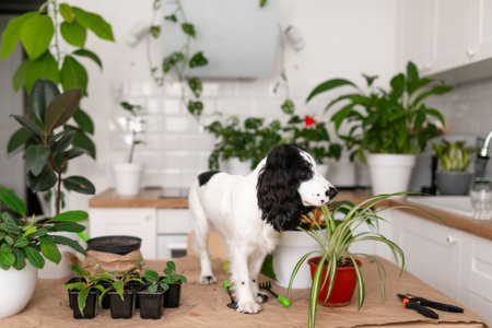 White dog with black ears sitting on a table where flowers are being repottedの写真素材