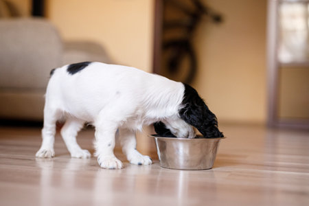 One-month-old Cocker Spaniel puppy eating food from a large bowl on a parquet floor.の写真素材