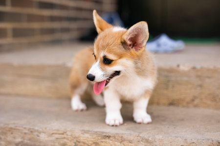 Little fluffy one-month-old Corgi puppy sitting on a concrete step on the porch