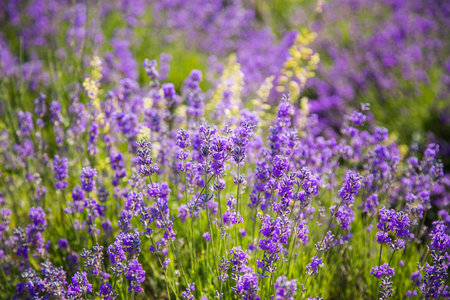 A closeup of lush lavender blossoms in full summer bloom. The image highlights the vivid purple tones and delicate texture of the flowers against a sunlit green background.の写真素材