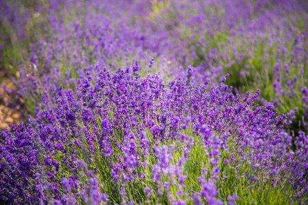 A closeup of lush lavender blossoms in full summer bloom. The image highlights the vivid purple...