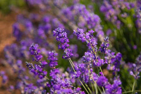 A closeup of lush lavender blossoms in full summer bloom. The image highlights the vivid purple tones and delicate texture of the flowers against a sunlit green background.の写真素材