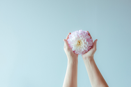 Outstretched female hand with delicate Dahlia.の写真素材