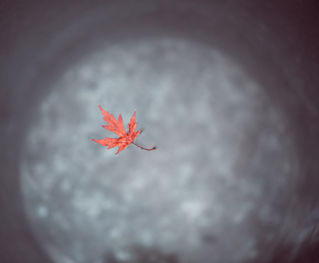 A lovely red maple leaf floats on the surface of the water in a tin bucket. Top view. Autumn peace and tranquility. Concept "Autumn has come".の写真素材