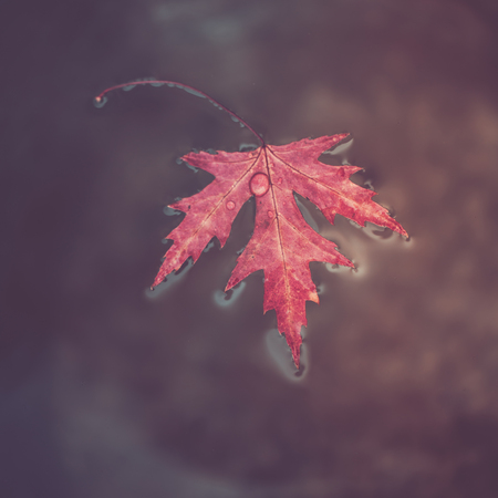 Beatiful red marple leaf with raindrops on it floats on the surface of the water. Concept "Autumn has come". Top view. Soft focus.の写真素材