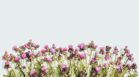 Blooming with pink and crimson flowers Thistle. Floral composition. Flat lay; top view; copy space.の写真素材