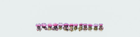 Thorns of Thistle with blooming pink flowers, lined up. Place for text.Flat lay; top view; copy...