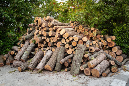 Preparation of firewood for the winter.