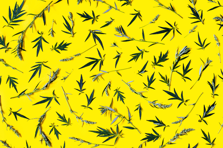 Natural pattern-leaves and stems of weed on a bright yellow background.の写真素材