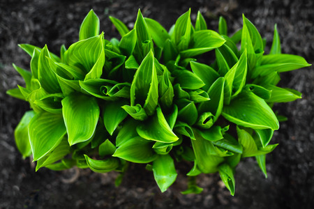 A bright green bush of the hosta. Decorative plant in spring garden.の写真素材
