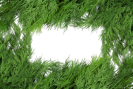 bunch dill herb isolated on white backgroundの写真素材