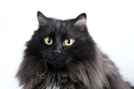 black cat on white backgroundの写真素材