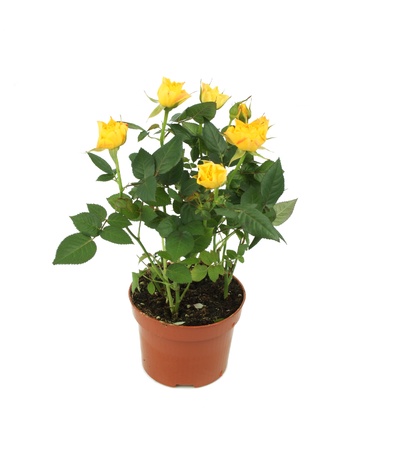 yellow rose bush in pot isolated on whiteの写真素材