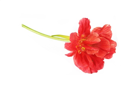Studio Shot of and Red Colored Nasturtium Isolated on White の写真素材