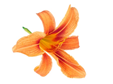 day-lily flower close up isolated on whiteの写真素材