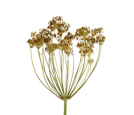dill umbrel with seeds isolated on whiteの写真素材