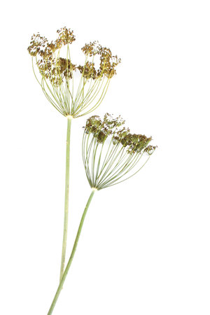 dill umbrels with seeds isolated on white background