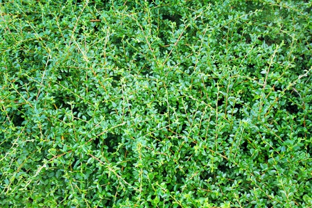 cotoneaster green leaves on branches as background textureの写真素材