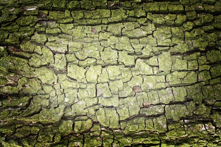 Bark texture green of pear tree with skratches and with vingetteの写真素材