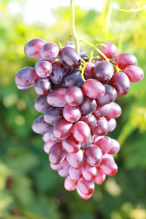 ripe red grape in vineyard in sunny summer dayの写真素材