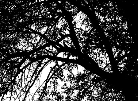 tree branches isolated on the white の写真素材
