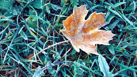 frozen leaves and grass - covered with ice crystals