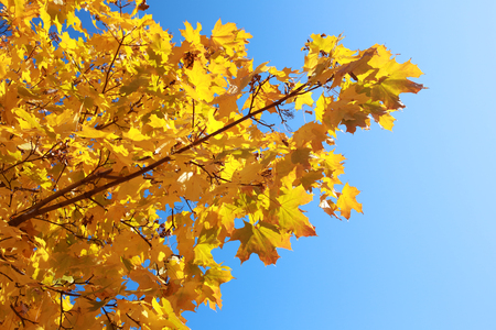 Fall yellow maple leaves in the blue skyのeditorial素材