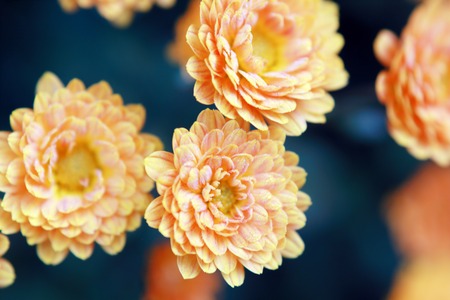Beautiful orange chrysanthemum flower autumn vivid background with dewの写真素材