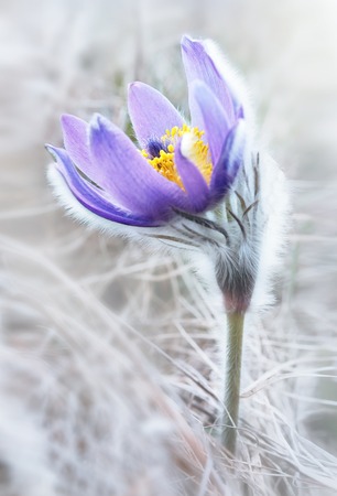 delicate pasque flowers in high keyの写真素材