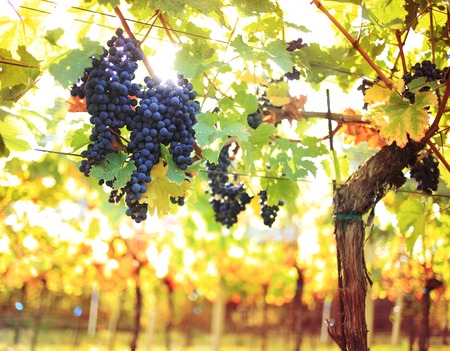 Large bunches of red wine grapes hang from an old vine in warm afternoon lightの写真素材