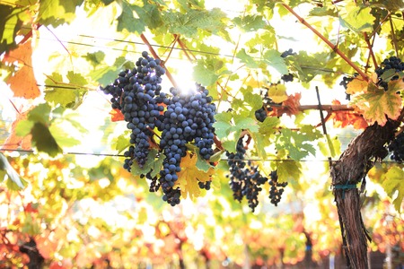 Large bunches of red wine grapes hang from an old vine in warm afternoon lightの写真素材