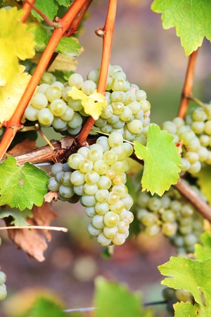Sweet and tasty white grape bunch on the vineの写真素材
