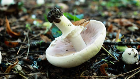 many champignon mashrooms grow at the early autumn forest