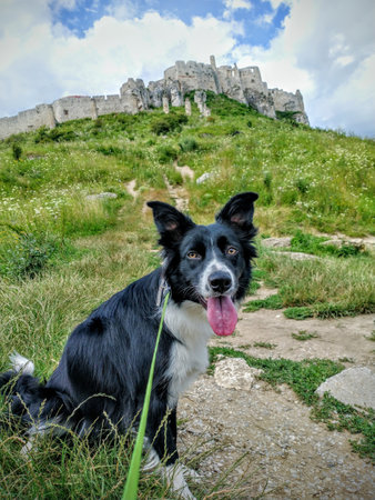 Border collie dog in travel near castle in sunny summer dayの写真素材