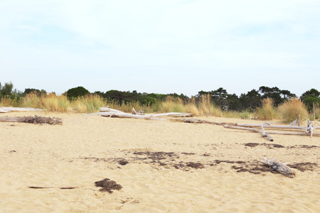 morning on Bibione beach in italy, sand dunes and black pines on horizonの写真素材