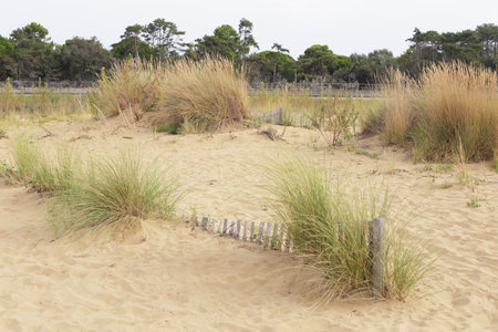 morning on Bibione beach in italy, sand dunes and black pines on horizonの写真素材