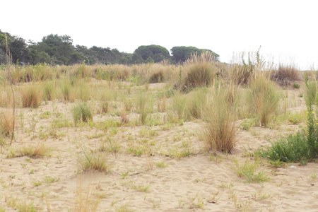morning on Bibione beach in italy, sand dunes and black pines on horizonの写真素材