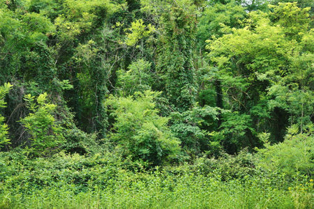 Natural old forest on Bibione Italy walk tourist destination 2023の写真素材