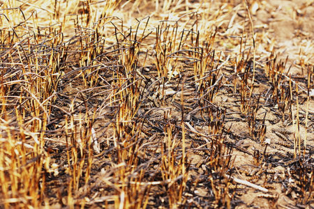Burned Wheat Field devastated harvest world hunger crysis conceptの写真素材