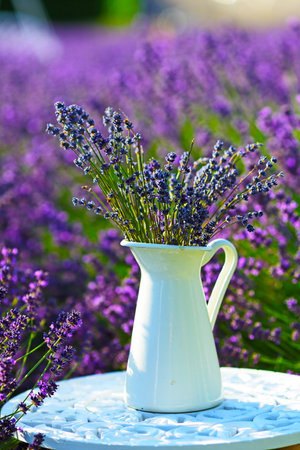 lavender flowers in white jar on the table in the middle of lavender field in sunny dayの写真素材