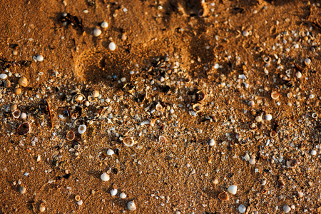 beach with shelly sand and cockleshells at sunsetの写真素材