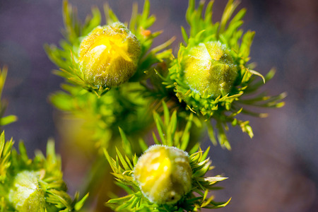 yellow flowers blossoms macroの写真素材