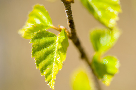 young leaves of the tree in the sun with yellow overflowの写真素材