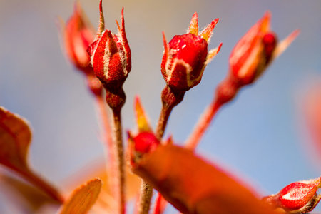 red flowers blossoms macro