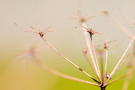 dry plant macroの写真素材