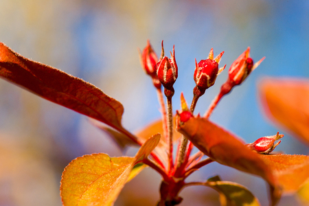 red flowers blossoms macroの写真素材