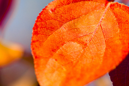 red young leaf of the tree in the sunの写真素材